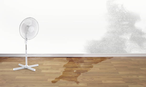 Best Flood damage cleanup  in Watertown, FL