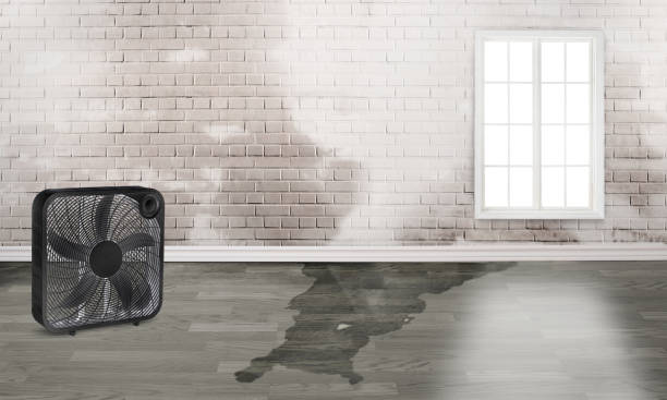 Best Ceiling water damage repair  in Watertown, FL